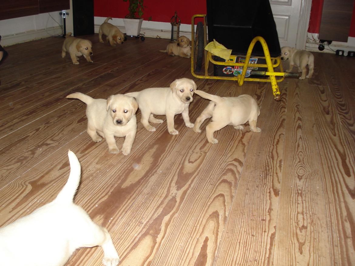 Blanding af racer cosmo billede 19