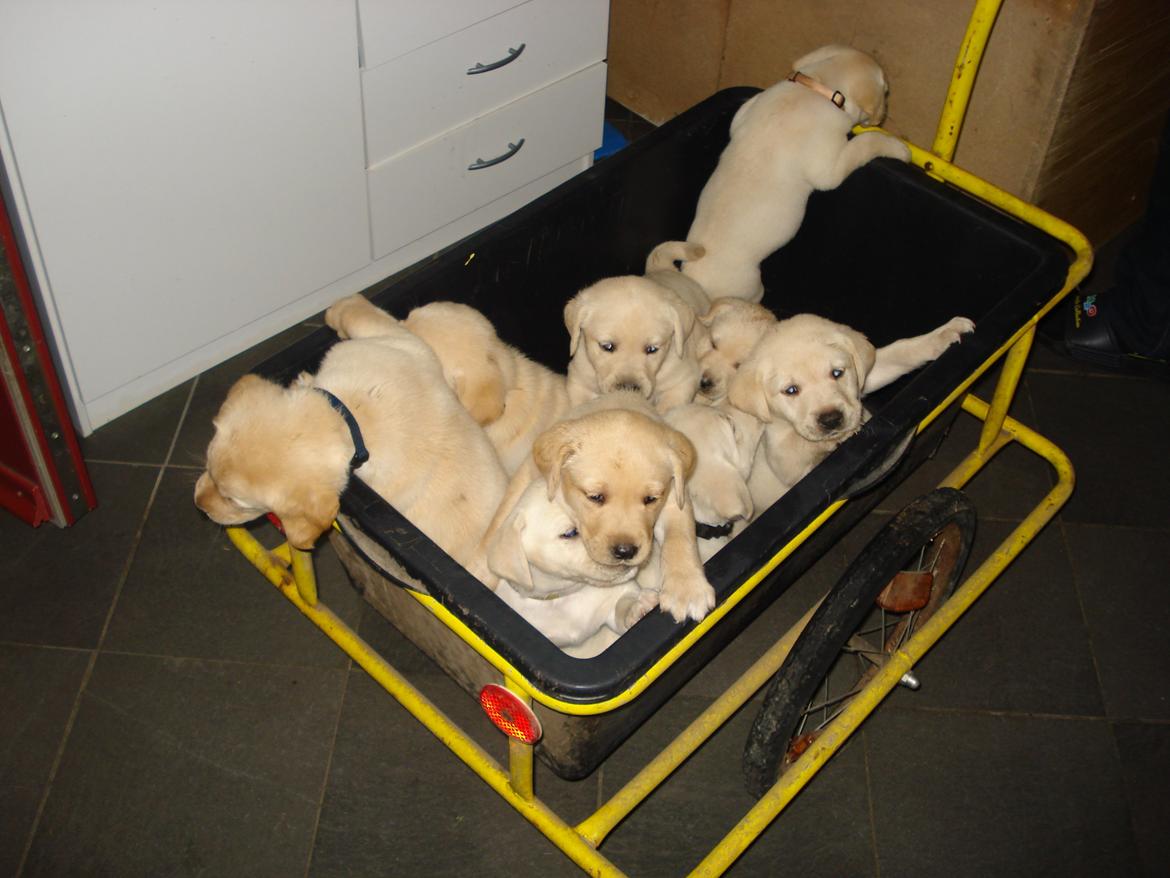 Blanding af racer cosmo billede 20