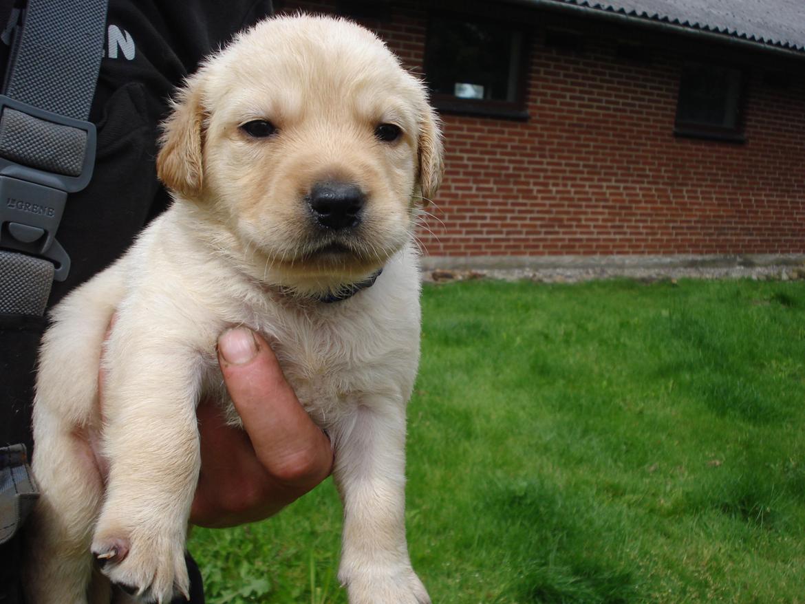 Blanding af racer cosmo billede 2