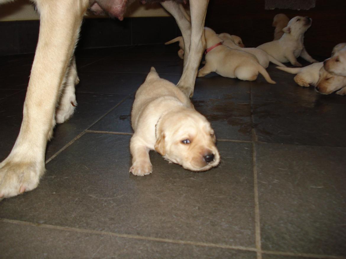 Blanding af racer cosmo billede 22