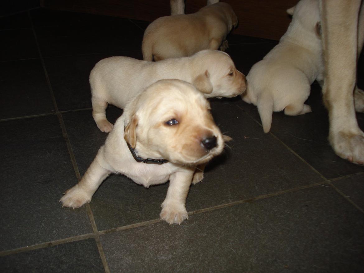 Blanding af racer cosmo billede 21