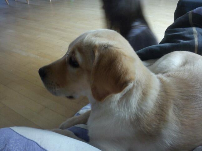 Blanding af racer cosmo billede 24