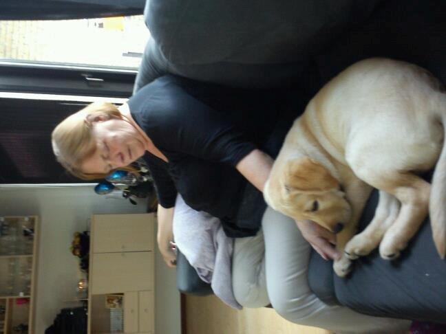 Blanding af racer cosmo billede 25