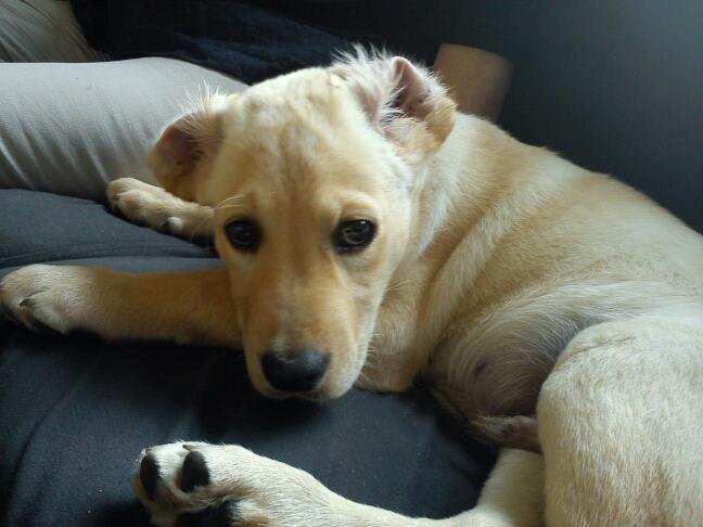 Blanding af racer cosmo billede 27