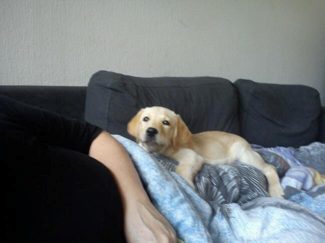 Blanding af racer cosmo billede 29