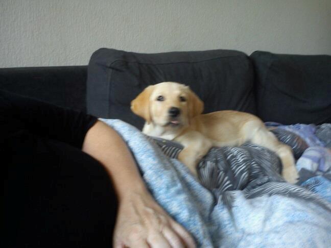 Blanding af racer cosmo billede 31