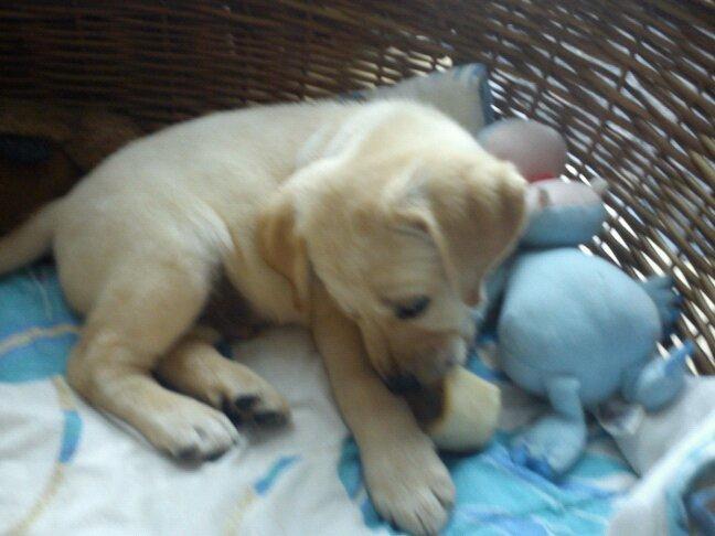 Blanding af racer cosmo billede 32