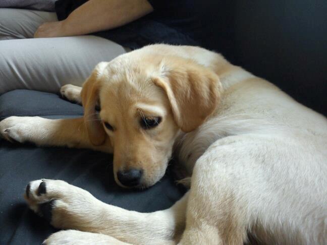 Blanding af racer cosmo billede 33