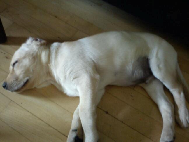 Blanding af racer cosmo billede 34