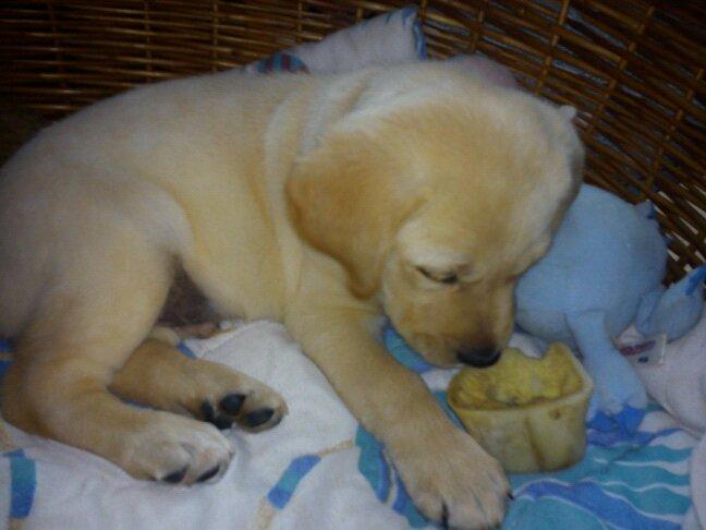 Blanding af racer cosmo billede 35