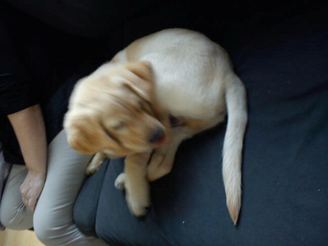 Blanding af racer cosmo billede 37