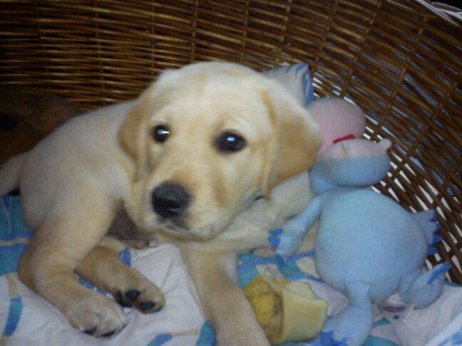 Blanding af racer cosmo billede 38