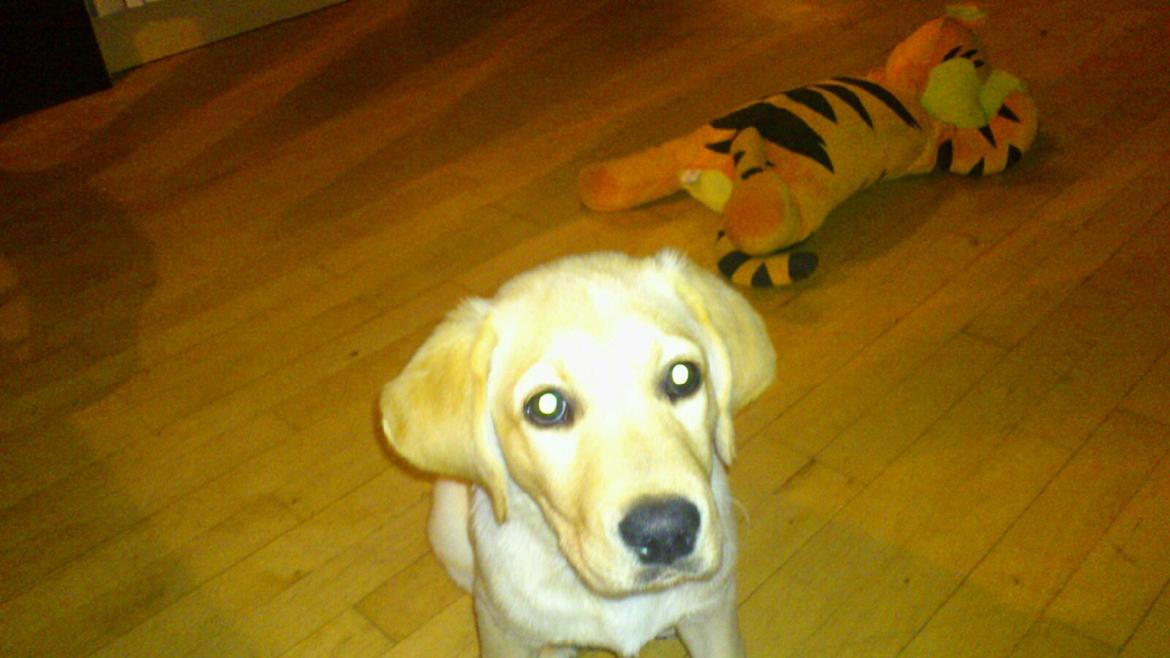 Blanding af racer cosmo billede 23