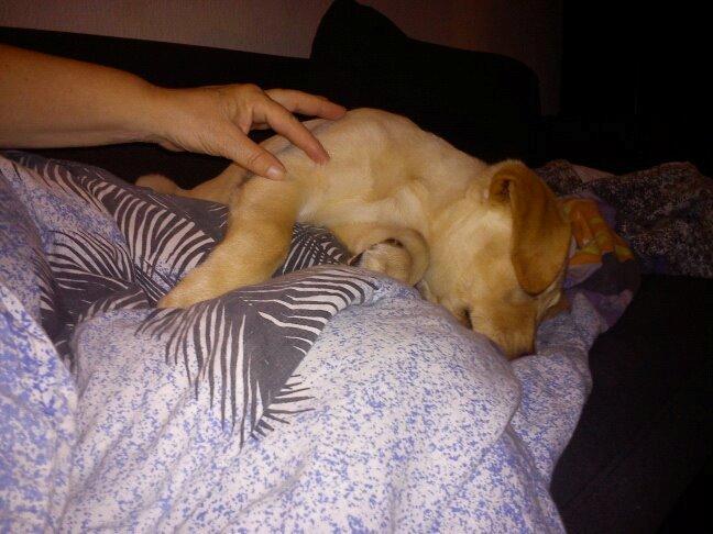 Blanding af racer cosmo billede 40