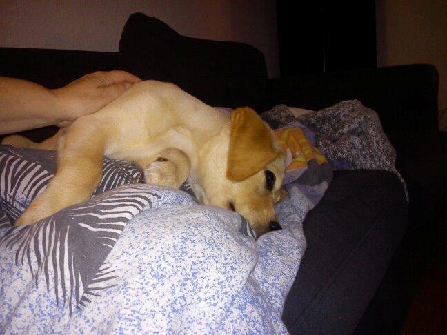 Blanding af racer cosmo billede 39