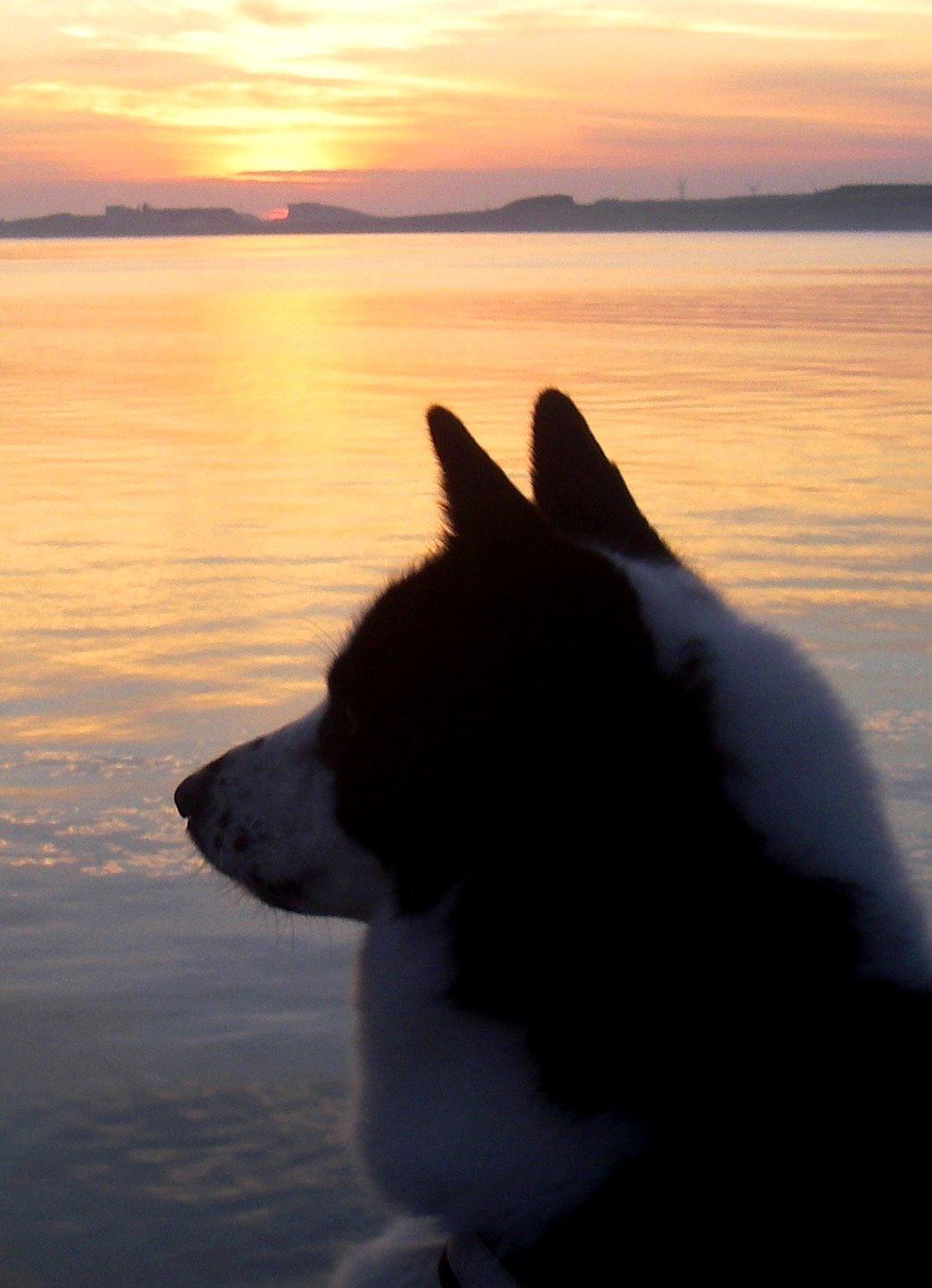 Karelsk bjørnehund Fifi - R.I.P. - 25) Fifi nyder solopgangen - Fotograf: Mig selv billede 24