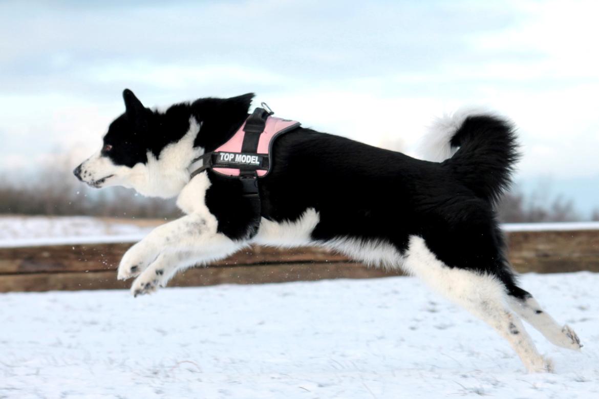 Karelsk bjørnehund Fifi - R.I.P. - 4) Fifi nyder sneen - Fotograf: Joveno Foto billede 4