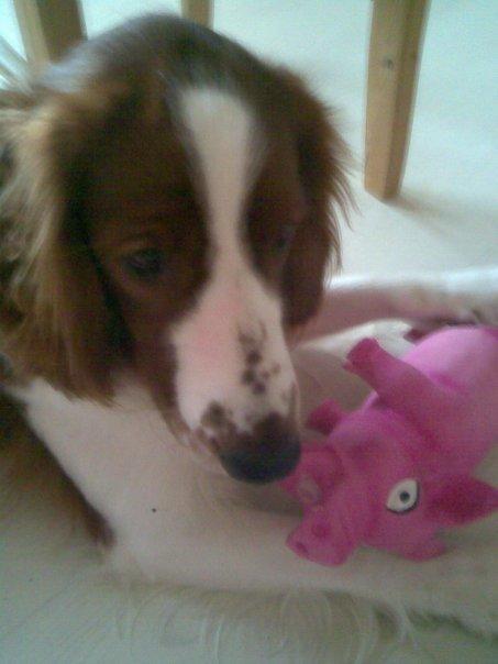 Welsh springer spaniel Chico - Det er altså min gris! :-) billede 21