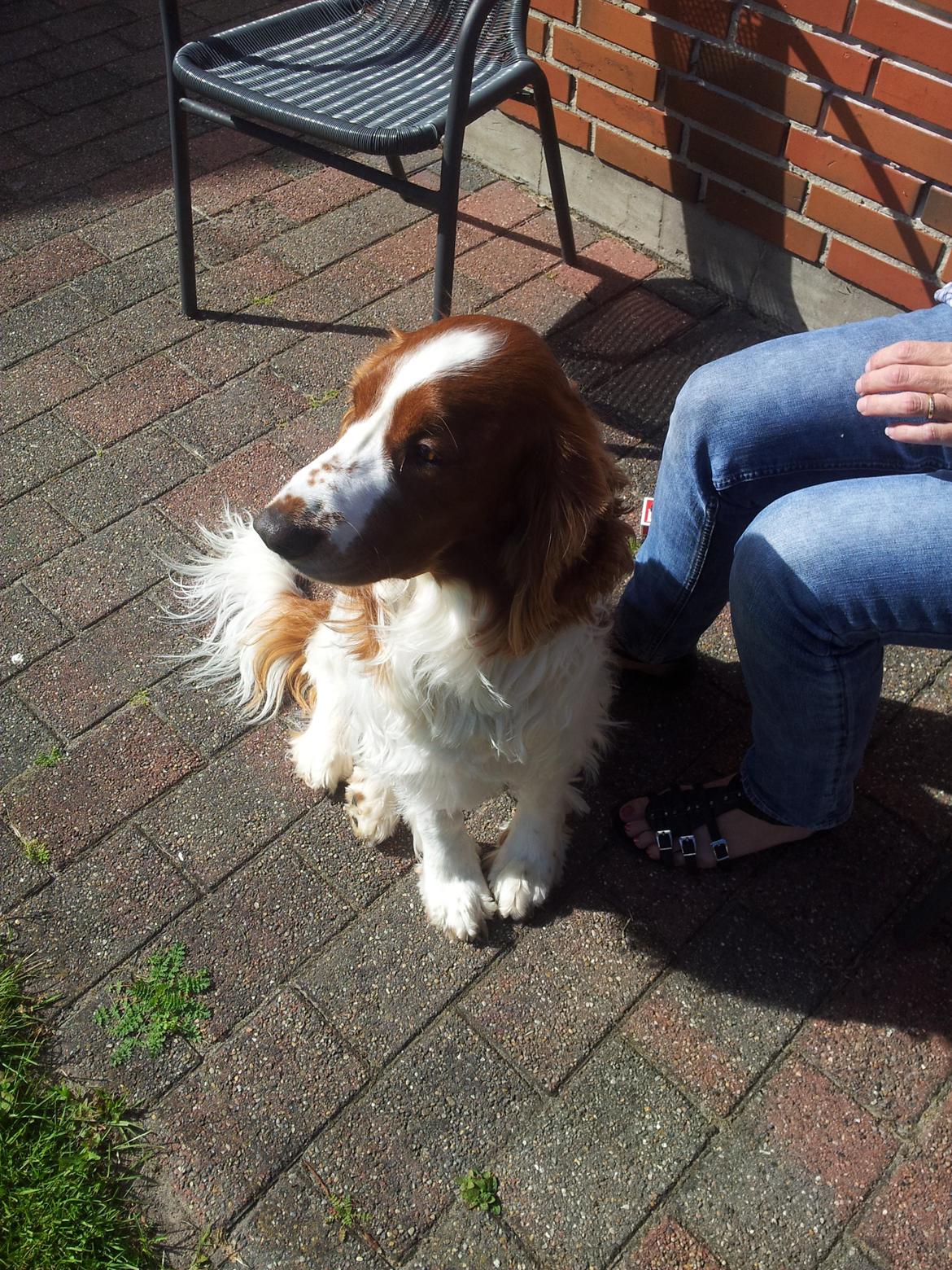 Welsh springer spaniel Chico billede 22