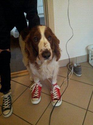Welsh springer spaniel Chico - Conversesko og keyhanger :-) billede 23