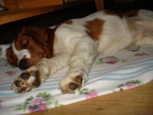 Welsh springer spaniel Chico billede 24