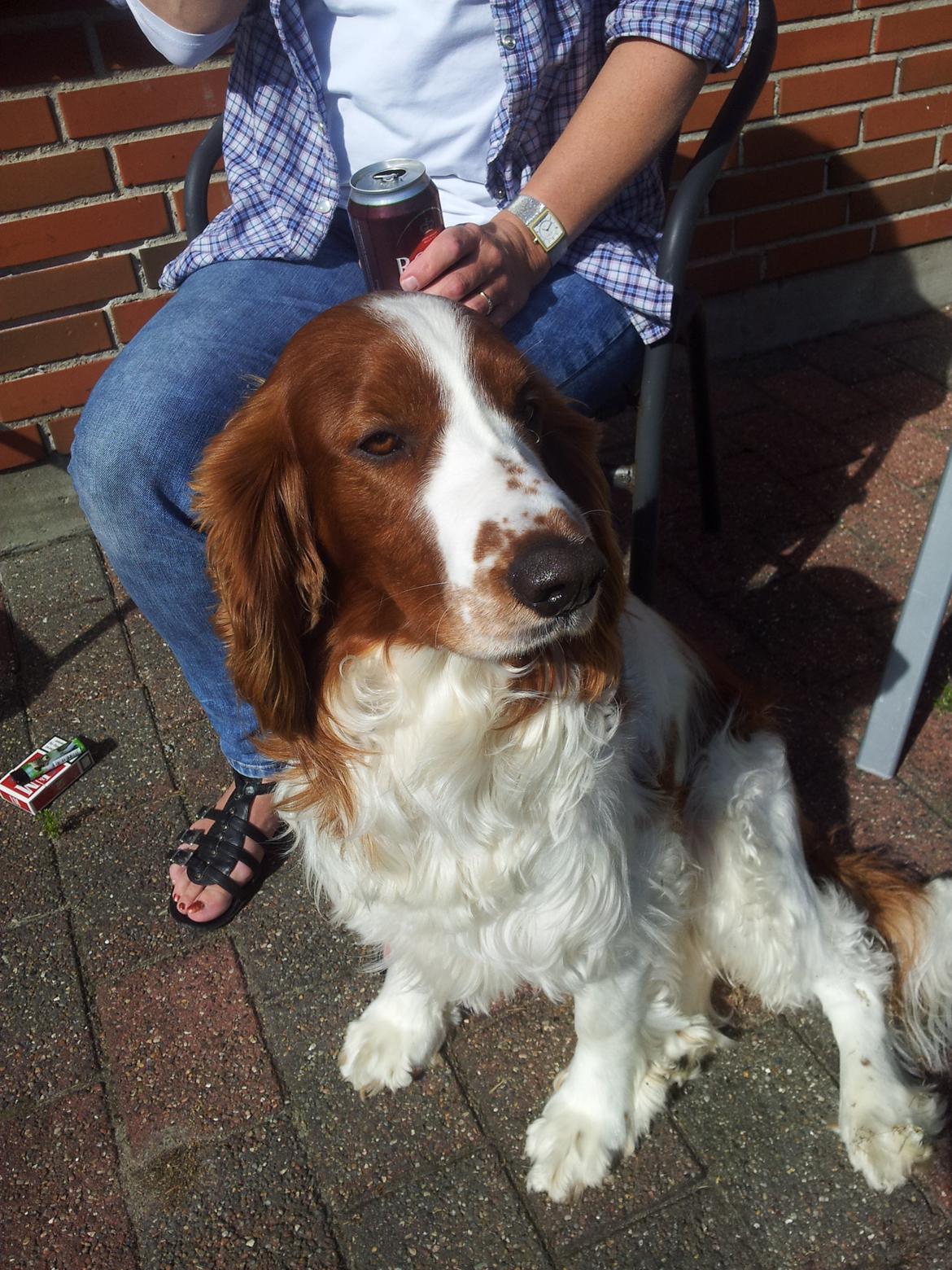 Welsh springer spaniel Chico billede 25