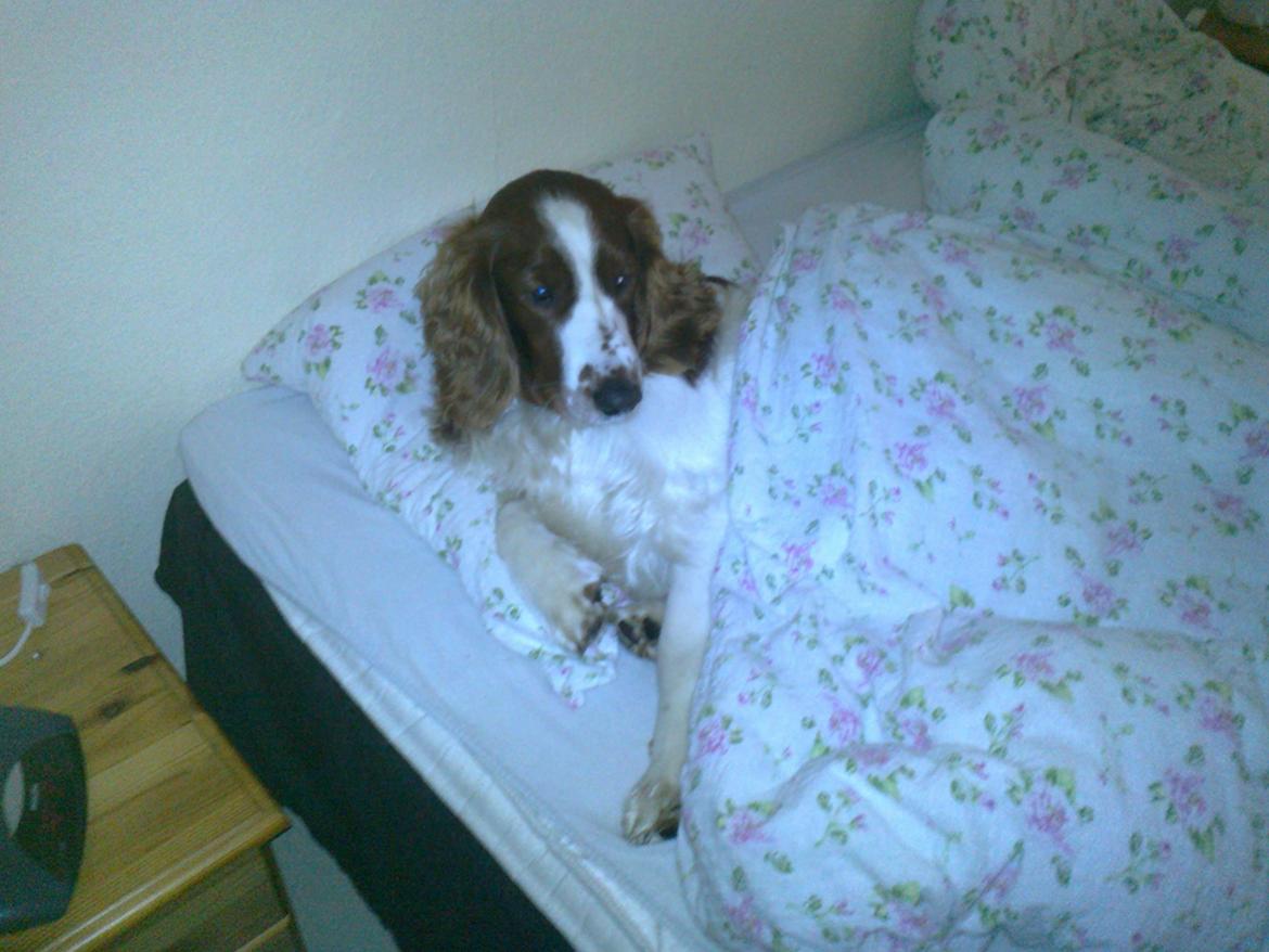 Welsh springer spaniel Chico - varmer lige mors dyne for hende :-) billede 26