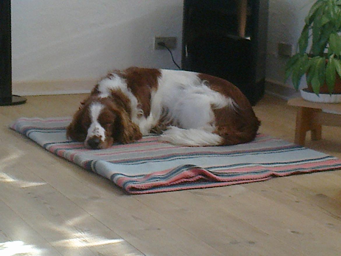 Welsh springer spaniel Chico billede 27