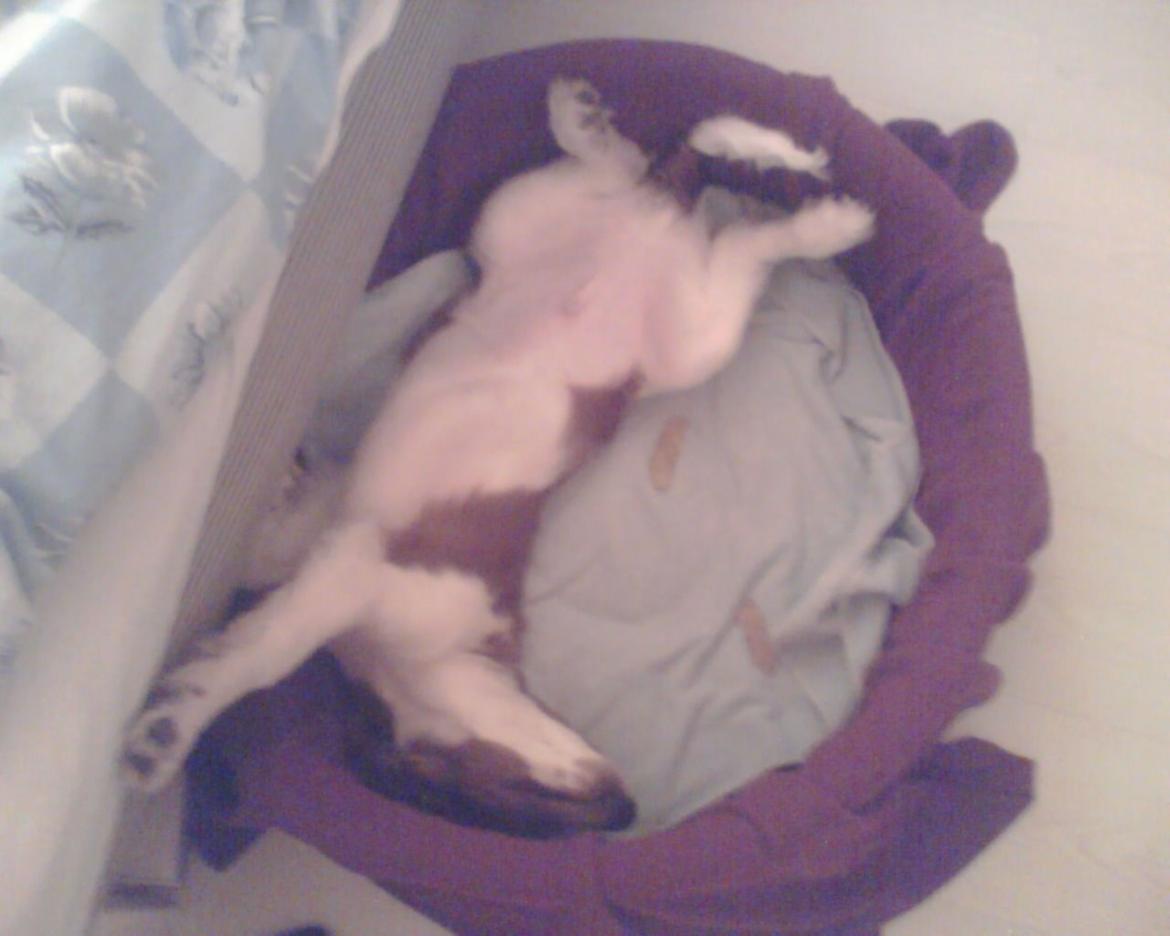 Welsh springer spaniel Chico billede 28