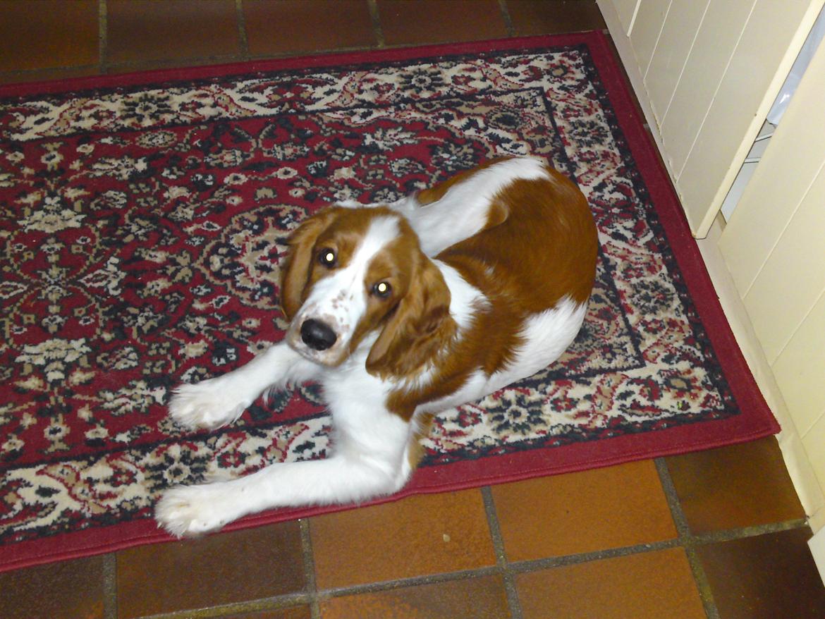 Welsh springer spaniel Chico billede 29
