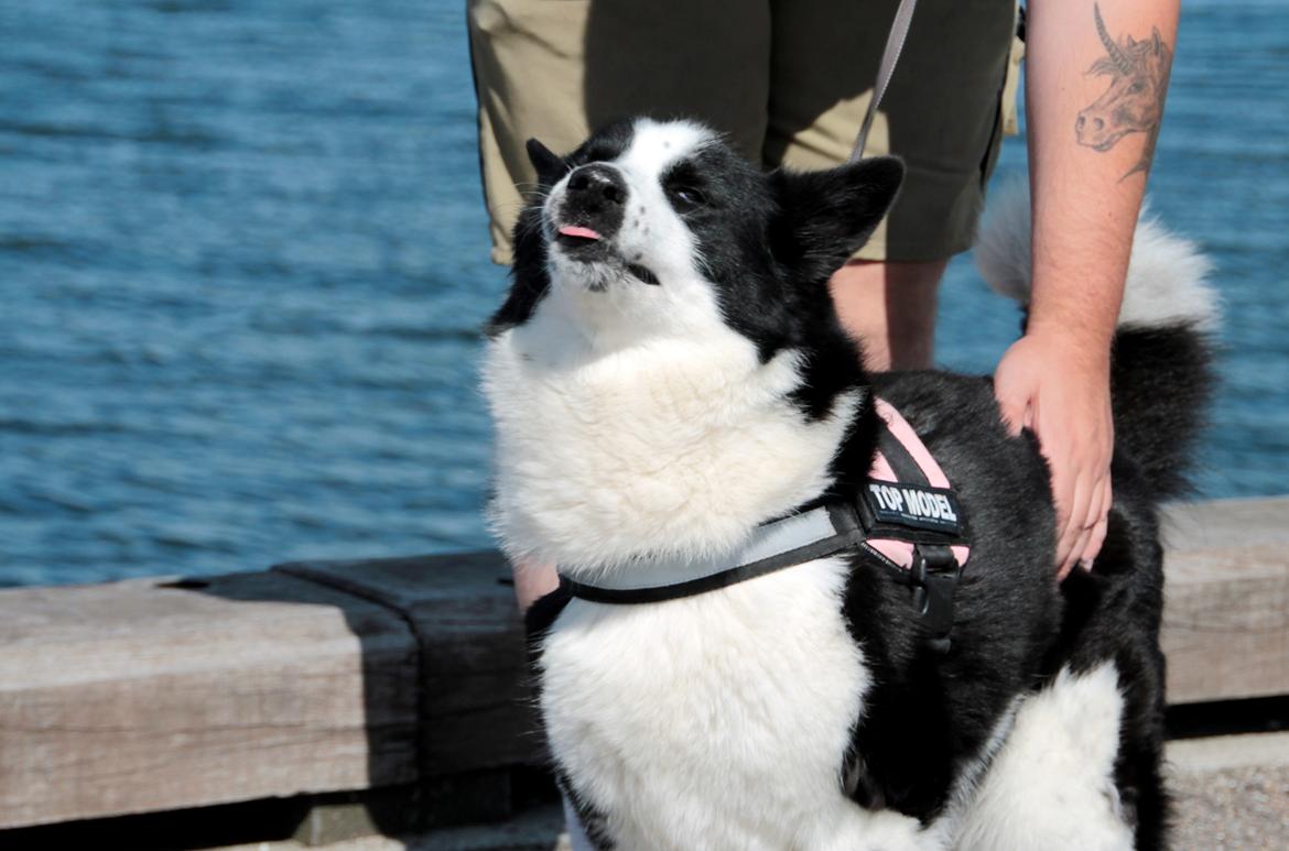 Karelsk bjørnehund Fifi - R.I.P. - 3) Far har lige fundet det rigtige sted - Fotograf: Mig selv billede 3