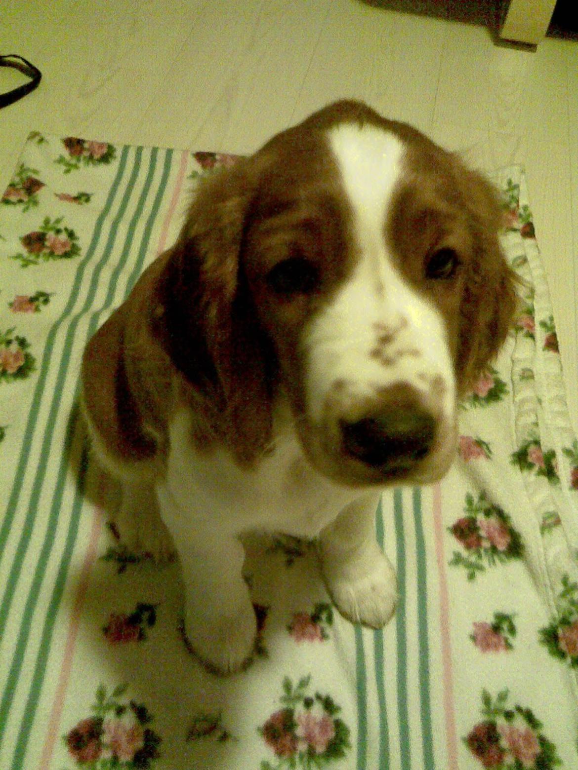 Welsh springer spaniel Chico billede 30