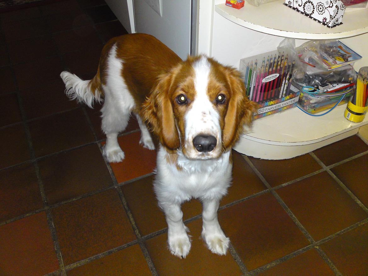 Welsh springer spaniel Chico billede 31