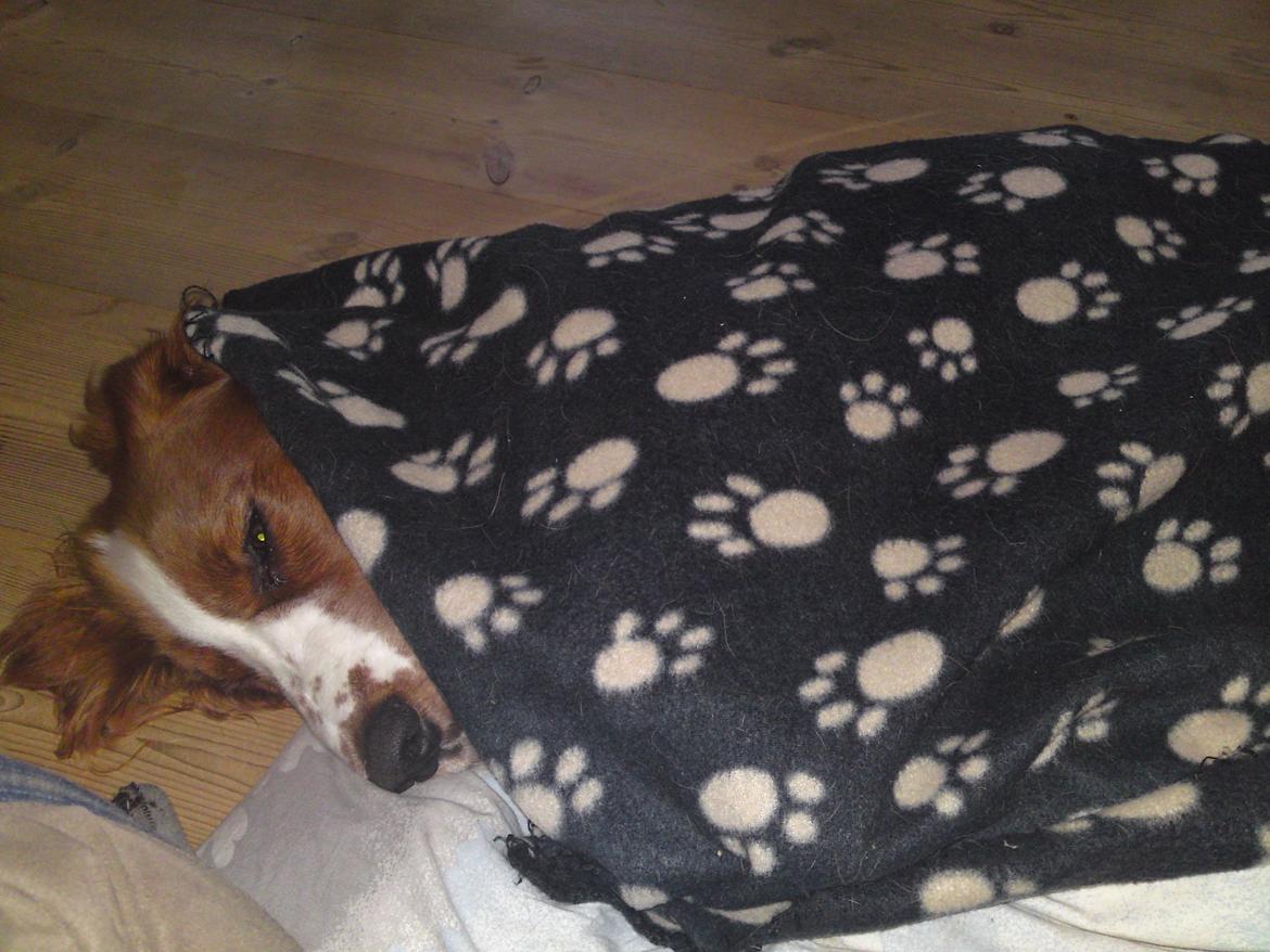 Welsh springer spaniel Chico - dejligt med tæppe :-) billede 32