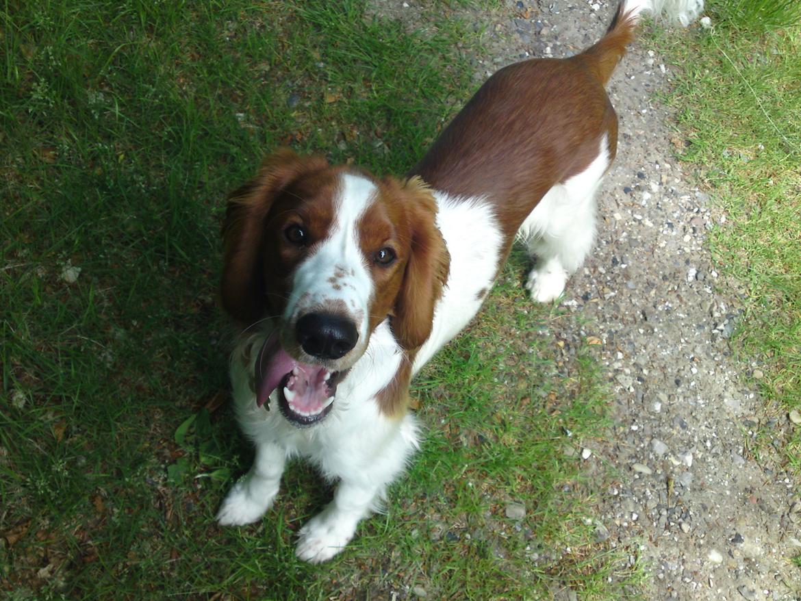 Welsh springer spaniel Chico billede 33