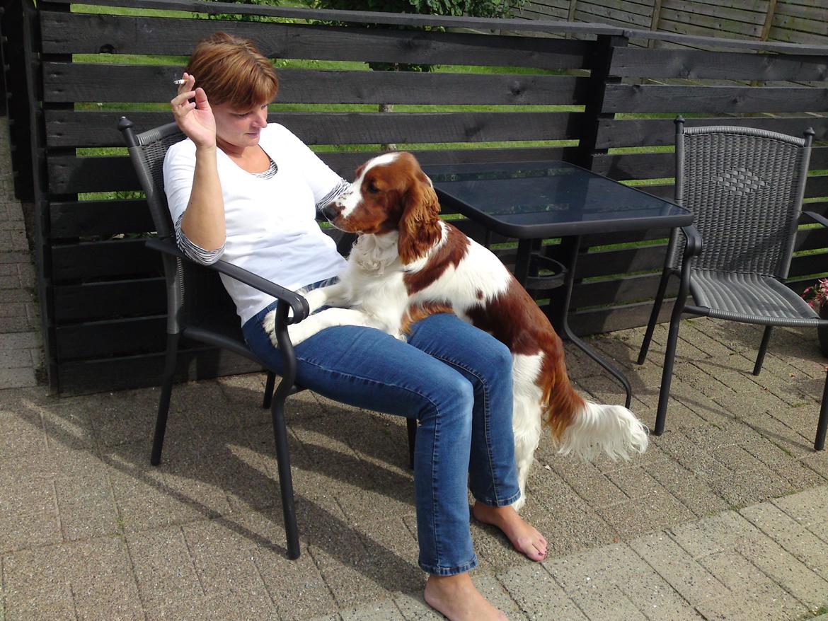 Welsh springer spaniel Chico billede 34