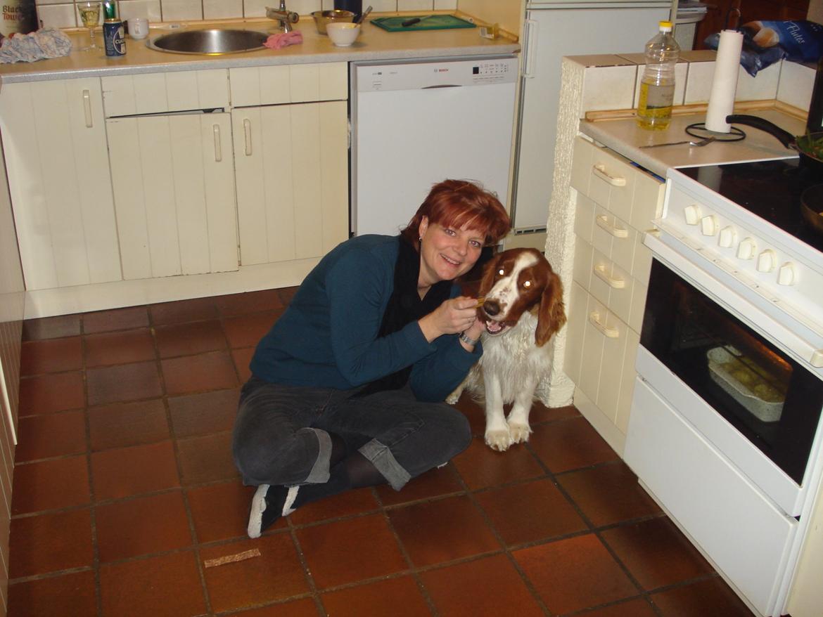 Welsh springer spaniel Chico - mm kødben :-) billede 35