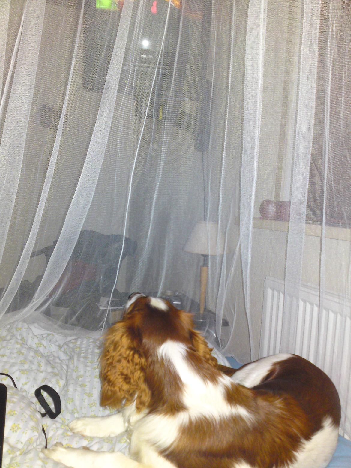 Welsh springer spaniel Chico - ser lige tv sammen med Louise billede 36