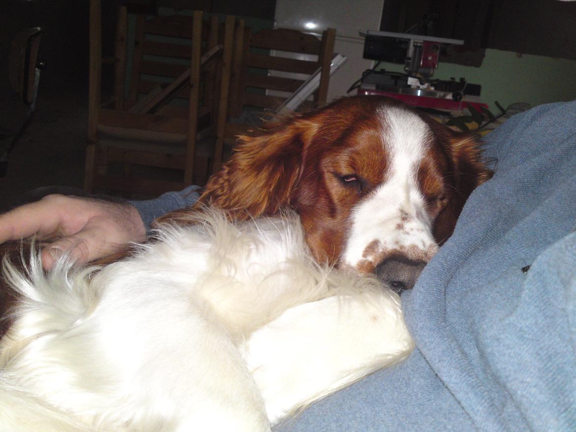 Welsh springer spaniel Chico - Putter i far's arme :-) billede 37