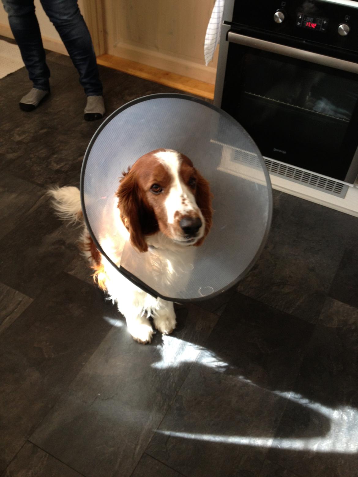Welsh springer spaniel Chico - Jeg er lige blevet kastreret, av av :-( billede 38