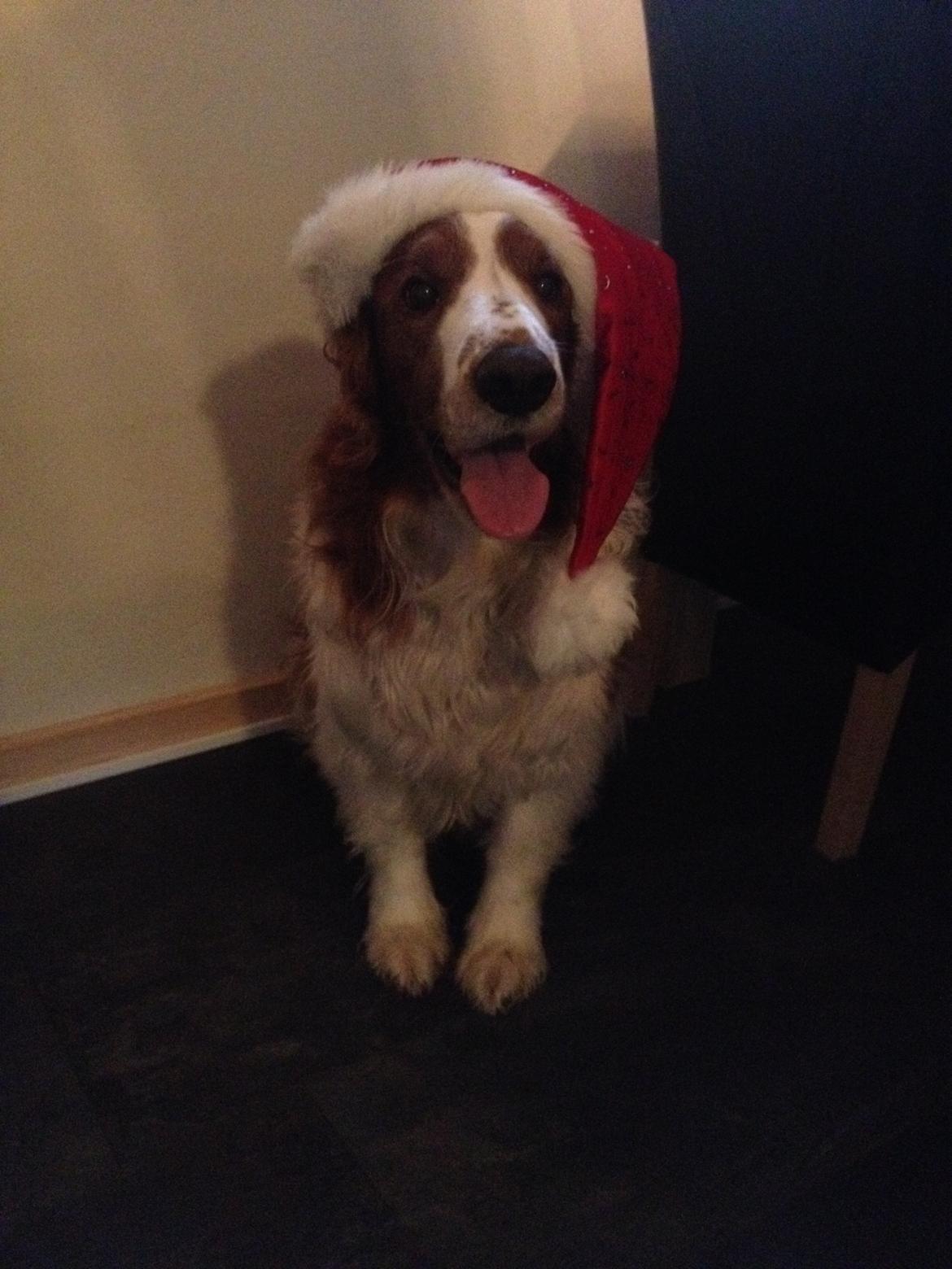 Welsh springer spaniel Chico - Glædelig jul :-) billede 39