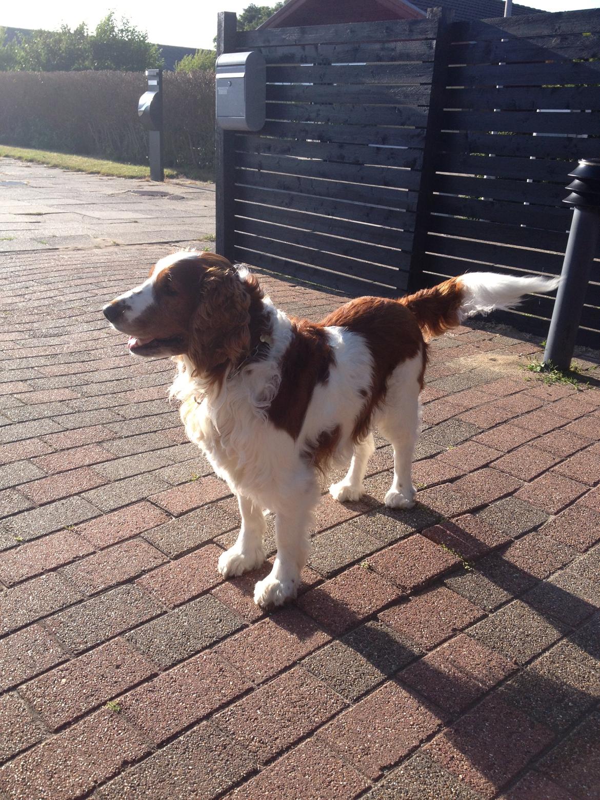 Welsh springer spaniel Chico billede 40