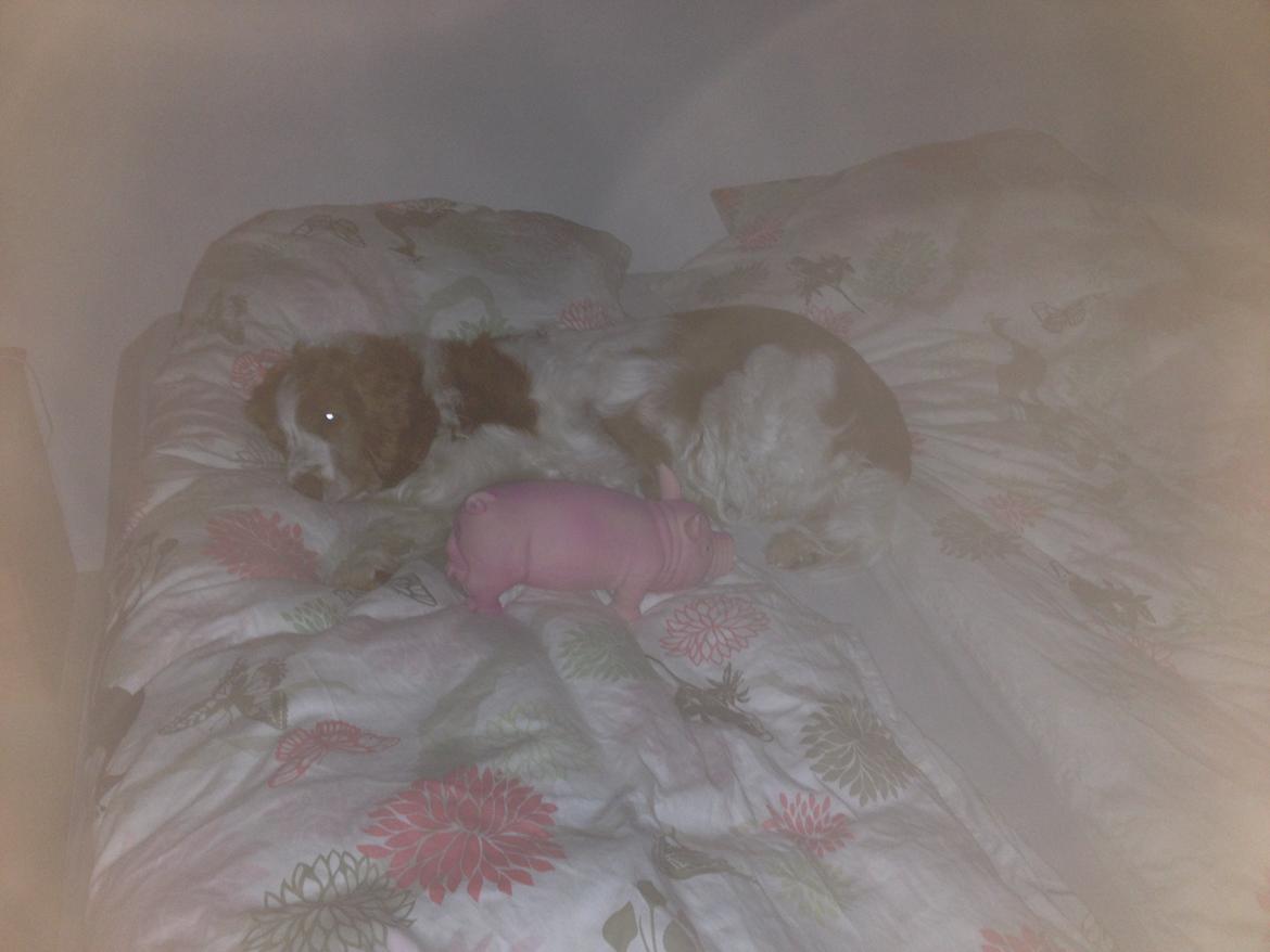 Welsh springer spaniel Chico billede 41