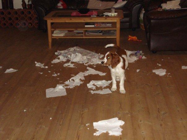 Welsh springer spaniel Chico - Jeg er vidst en bisse sommetider :-) billede 42