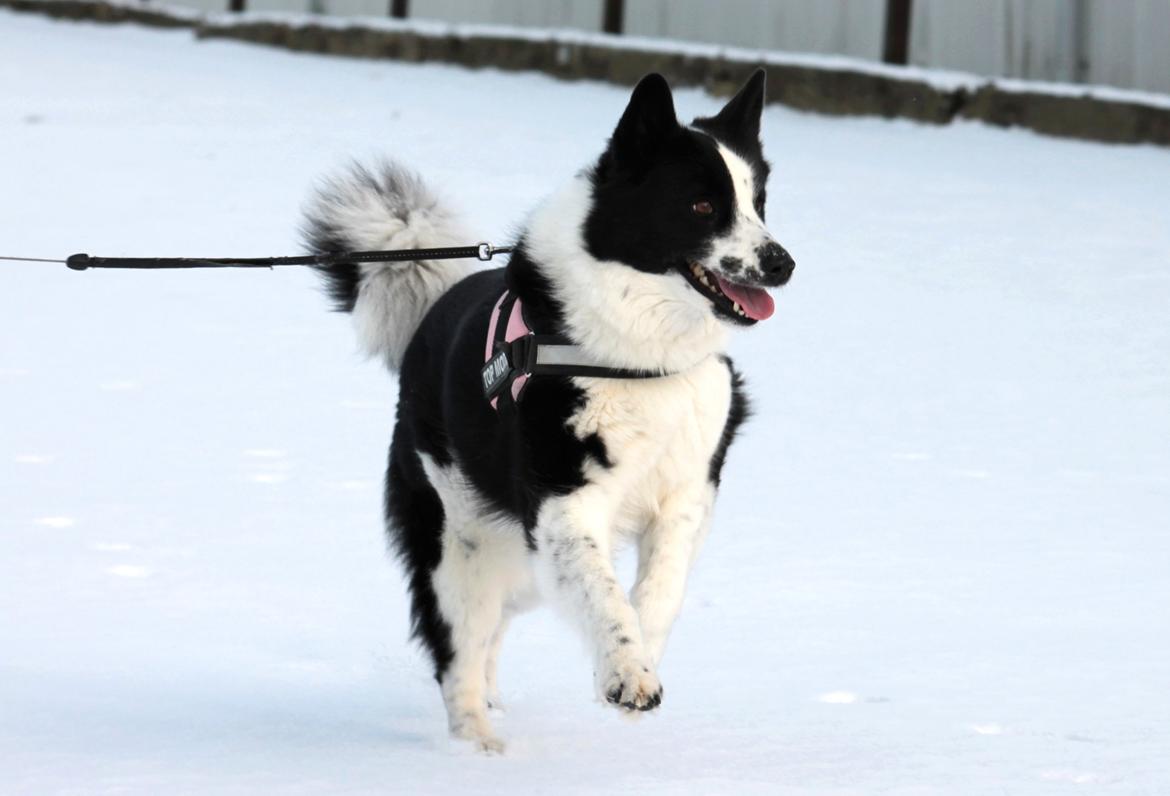 Karelsk bjørnehund Fifi - R.I.P. - 9. Fifi nyder sneen - Fotograf: Mig selv billede 9