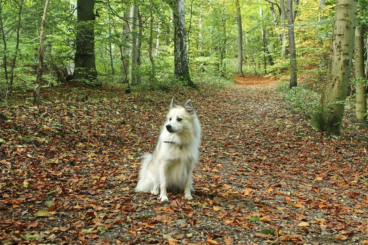 Blanding af racer Nala billede 11