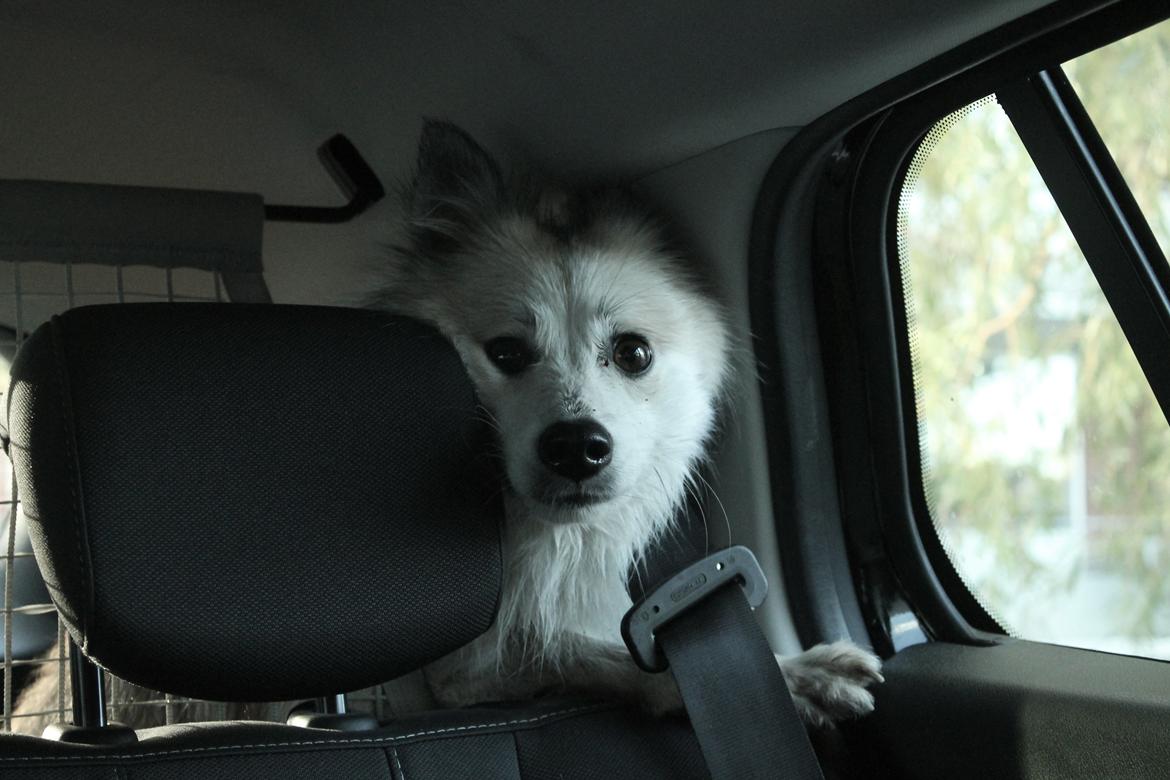 Blanding af racer Nala billede 16