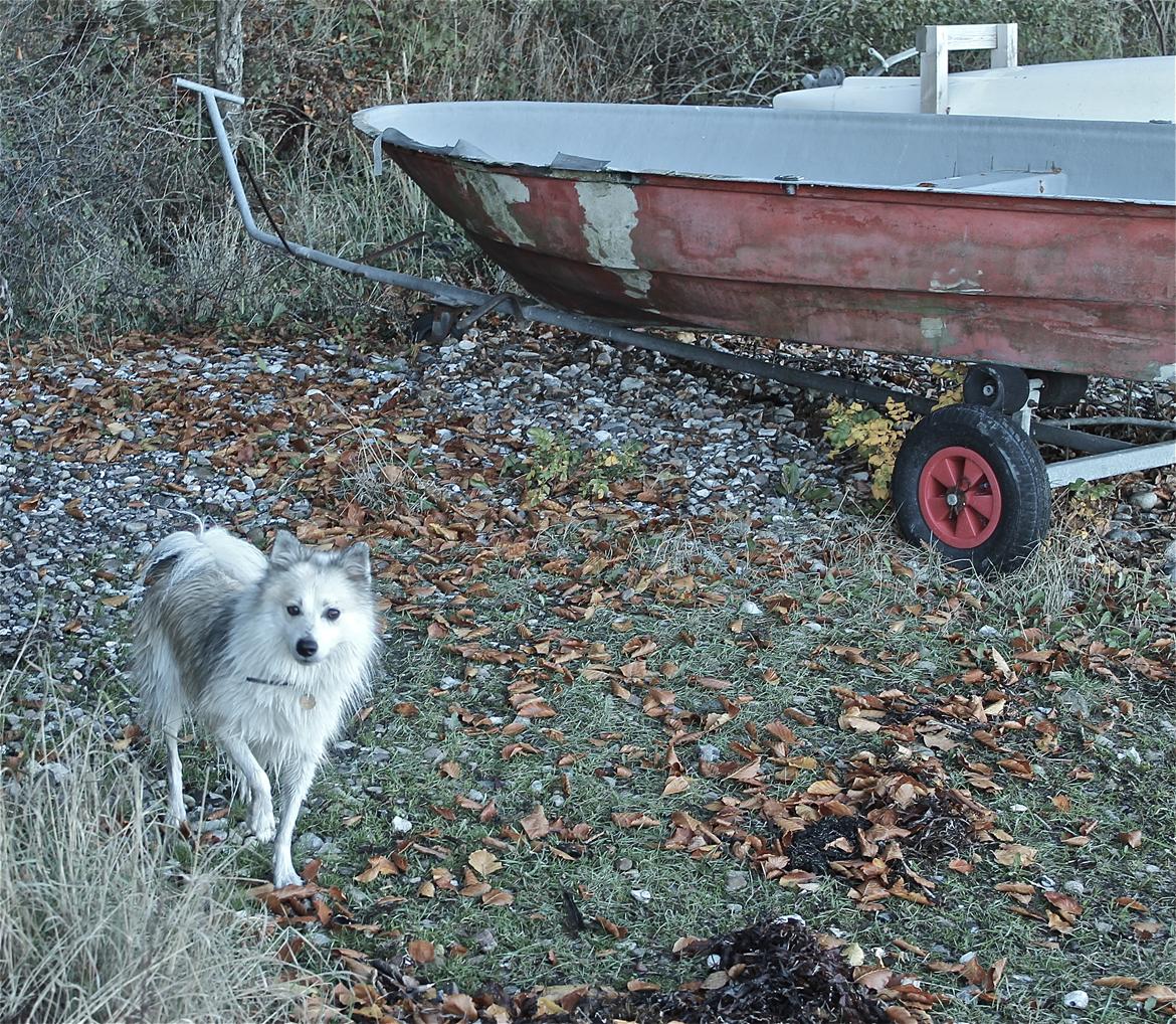 Blanding af racer Nala billede 13