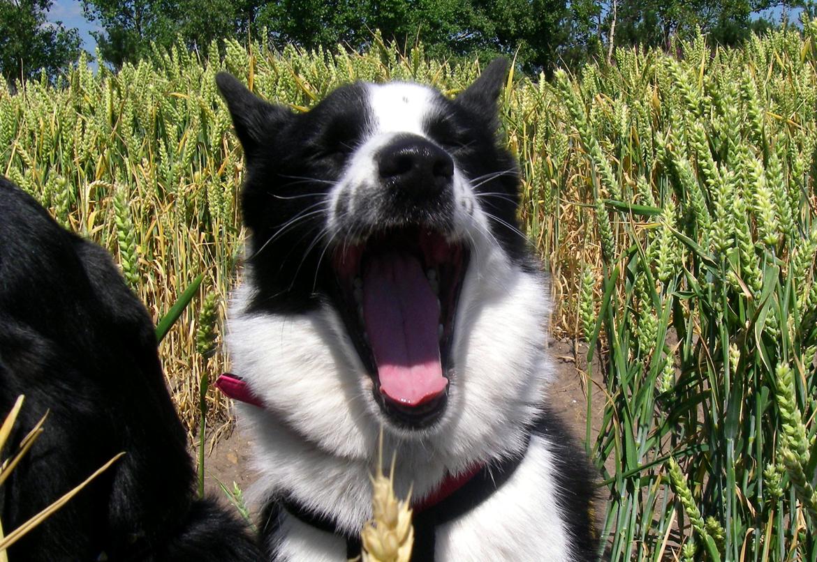 Karelsk bjørnehund Fifi - R.I.P. - 33) *GAAAB* - Fotograf: Mig selv billede 31