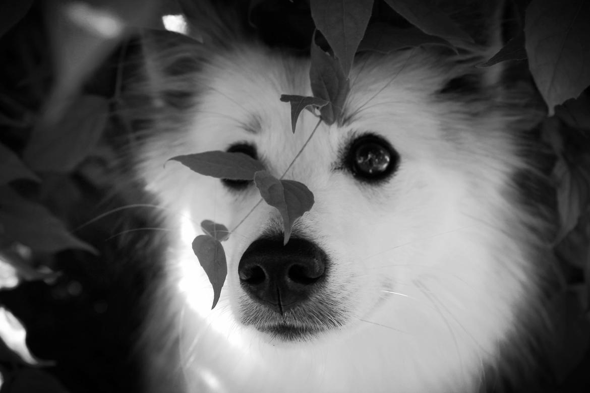 Blanding af racer Nala billede 18